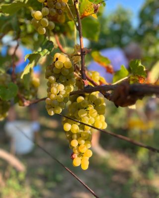 Letos ty příspěvky z vinobraní úplně nezvládáme😂🙈 Nicméně venku je nečas, takže ideální čas si připomenout krásné,...