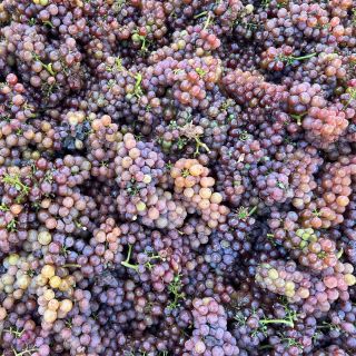Tramín&Pálava 🍇🫶🏻 #tybarvy #vinobrani #hrozny #harvest #grapes #tomcala #pijutomcalu #tmčl